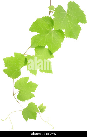 Feuilles de vigne isolé sur fond blanc Banque D'Images