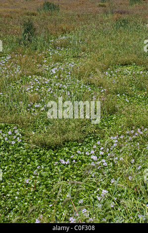 Lac rempli de la jacinthe d'eau (Eichhornia crassipes) Banque D'Images