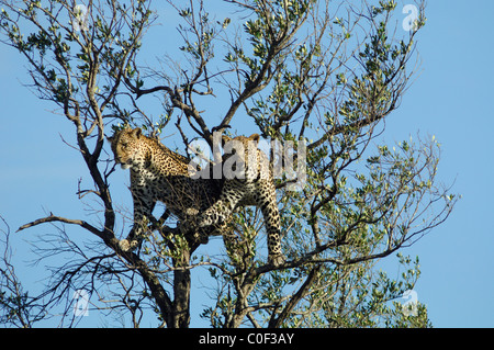 Mère Leopard (phantera pardus) avec son fils près d'être un adulte dans un arbre, la réserve nationale de Masaï Mara, Rift Valley, Kenya Banque D'Images