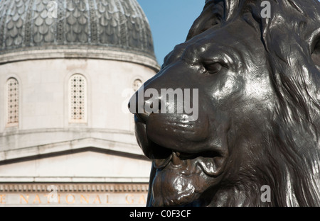 Trafalgar square lion à la National Gallery, Londres, Angleterre. Banque D'Images