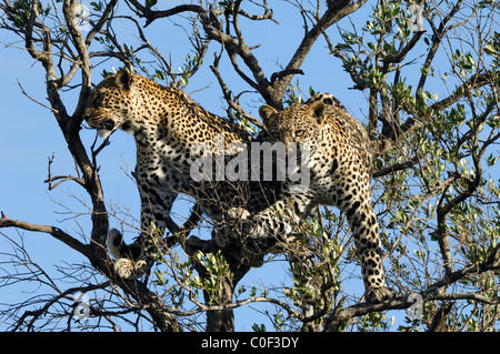 Mère Leopard (phantera pardus) avec son fils près d'être un adulte dans un arbre, la réserve nationale de Masaï Mara, Rift Valley, Kenya Banque D'Images