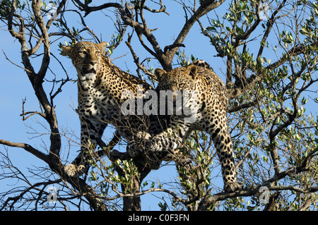 Mère Leopard (phantera pardus) avec son fils près d'être un adulte dans un arbre, la réserve nationale de Masaï Mara, Rift Valley, Kenya Banque D'Images