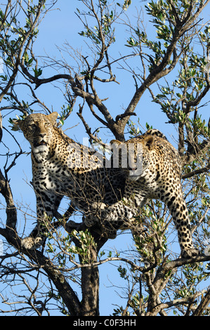 Mère Leopard (phantera pardus) avec son fils près d'être un adulte dans un arbre, la réserve nationale de Masaï Mara, Rift Valley, Kenya Banque D'Images