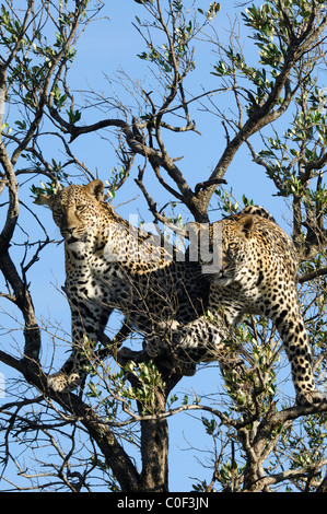 Mère Leopard (phantera pardus) avec son fils près d'être un adulte dans un arbre, la réserve nationale de Masaï Mara, Rift Valley, Kenya Banque D'Images