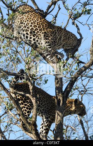 Mère Leopard (phantera pardus) avec son fils près d'être un adulte (top) dans un arbre, Masaï Mara, Kenya Banque D'Images