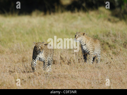 Mère Leopard (phantera pardus) avec son fils près d'être un adulte (à droite) marche dans la savane, Masaï Mara, Kenya Banque D'Images