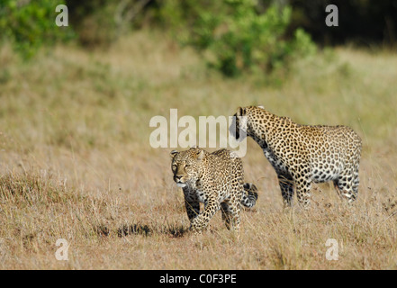 Mère Leopard (phantera pardus) avec son fils près d'être un adulte (à droite) marche dans la savane, Masaï Mara, Kenya Banque D'Images