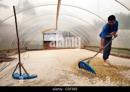 Un agriculteur s'étend pour sécher les grains de café. Banque D'Images