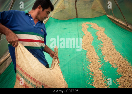 Un travailleur s'étend pour sécher les grains de café près de Socorro, en Colombie. Banque D'Images