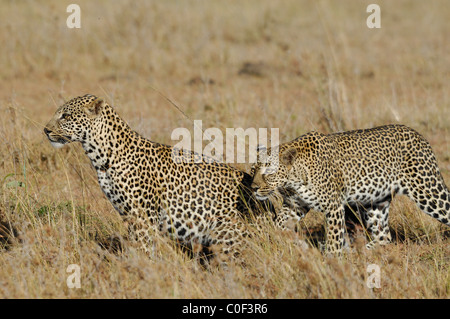 Mère Leopard (phantera pardus) avec son fils près d'être un adulte (à droite) marche dans la savane, Masaï Mara, Kenya Banque D'Images