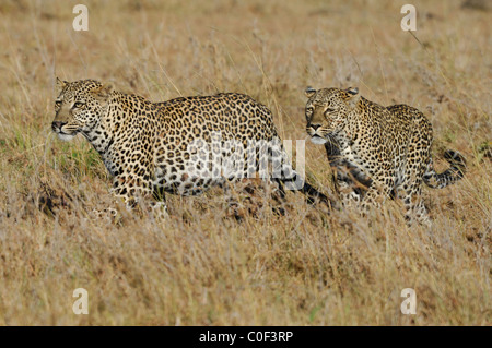 Mère Leopard (phantera pardus) avec son fils près d'être un adulte (à droite) marche dans la savane, Masaï Mara, Kenya Banque D'Images