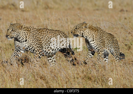 Mère Leopard (phantera pardus) avec son fils près d'être un adulte (à droite) marche dans la savane, Masaï Mara, Kenya Banque D'Images