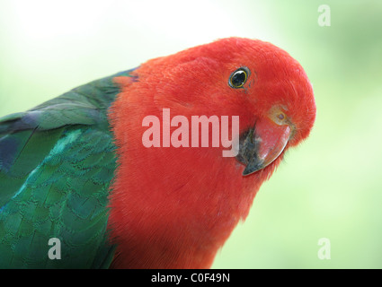 Head shot d'un homme australien King Parrot (Alisterus scapularis). Banque D'Images