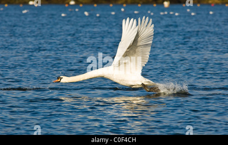 Cygne muet adultes à décoller d'un lac avec ses grandes ailes propagation. Banque D'Images