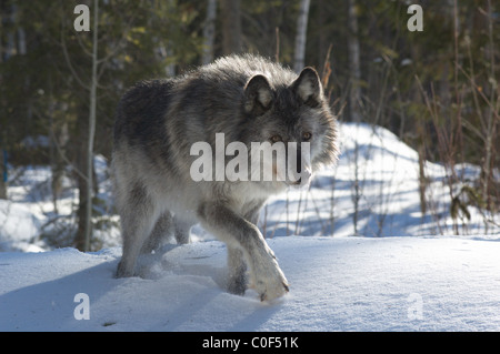 Loup gris dans la neige en Colombie-Britannique, Canada Banque D'Images