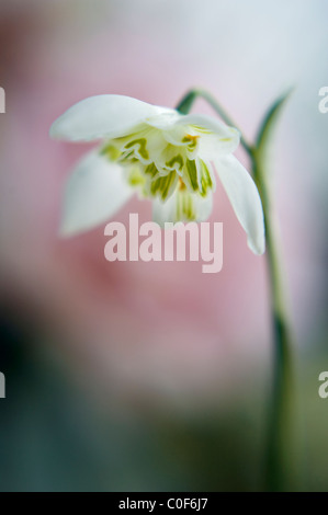 Floraison double - Snowdrop Galanthus nivalis f. pleniflorus 'Flore Pleno' Banque D'Images