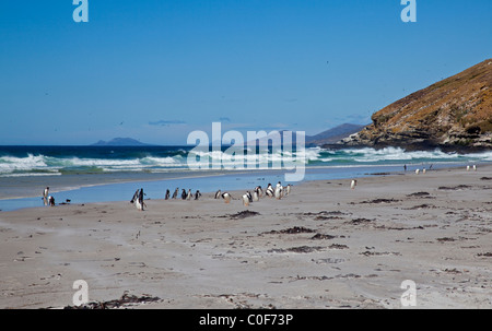 Manchots Papous (Pygoscelis papua) sur la plage, l'Île Saunders, Falklands Banque D'Images