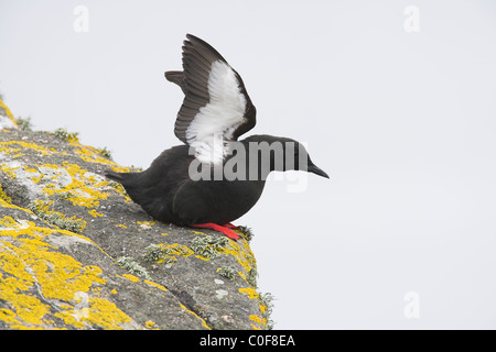 Le Guillemot à miroir (Cepphus grylle) Tystie-aile qui s'étend sur des roches sur Mousa, îles Shetland en juin. Banque D'Images