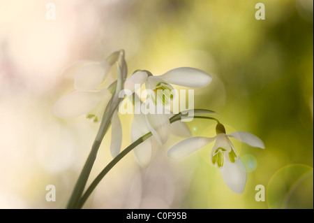 Perce-neige - Galanthus commun nivaliswith sunflre lansflare Banque D'Images