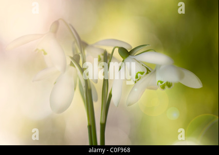 Perce-neige - Galanthus nivalis commun lens-flare avec Sunflare Banque D'Images