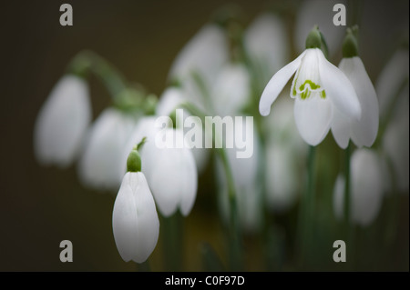 Perce-neige - Galanthus nivalis commun Banque D'Images