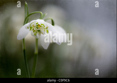 Floraison double - Snowdrop Galanthus nivalis f. pleniflorus 'Flore Pleno' Banque D'Images