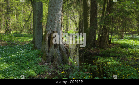 Le passage de la rivière Petite forêt forêt d'aulnes à wit printemps populage des marais fleurs en premier plan Banque D'Images