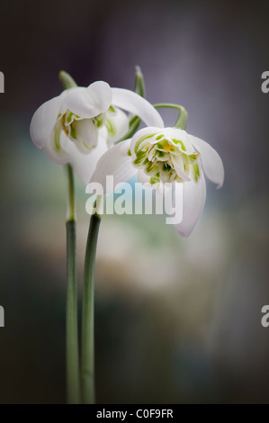 Floraison double - Snowdrop Galanthus nivalis f. pleniflorus 'Flore Pleno' Banque D'Images