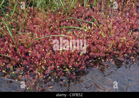 Rossolis à feuilles oblongues / spoonleaf sundew Drosera intermedia ( : Droseraceae), dans une tourbière de la lande, au Royaume-Uni. Banque D'Images