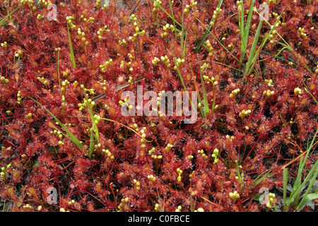 Rossolis à feuilles oblongues / spoonleaf sundew Drosera intermedia ( : Droseraceae), dans une tourbière de la lande, au Royaume-Uni. Banque D'Images