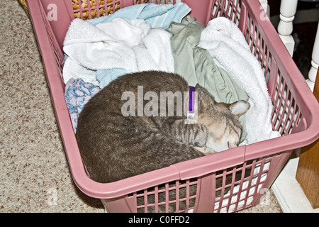 Un chat tabby gris dormant parmi les vêtements dans un panier à linge Banque D'Images