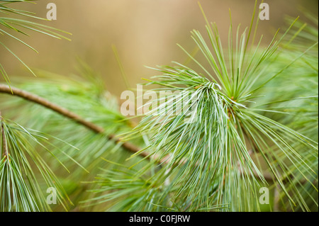 Feuillage d'un pin blanc chinois, Pinus armandii var. masteriana Banque D'Images