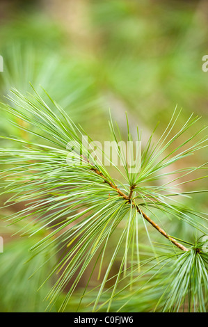 Feuillage d'un pin blanc chinois, Pinus armandii var. masteriana Banque D'Images