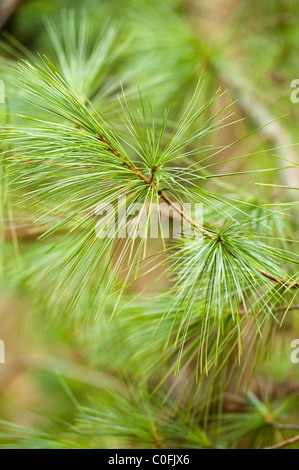 Feuillage d'un pin blanc chinois, Pinus armandii var. masteriana Banque D'Images