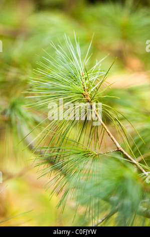 Feuillage d'un pin blanc chinois, Pinus armandii var. masteriana Banque D'Images