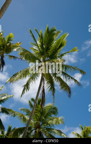 Coco sont la principale végétation sur de nombreuses îles du Pacifique, Kokospalmen Südsee-Inseln sind auf der wichtigste vielen Baum Banque D'Images