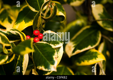 Ilex x altaclerensis 'Golden King', varié, Holly Highclere en hiver Banque D'Images