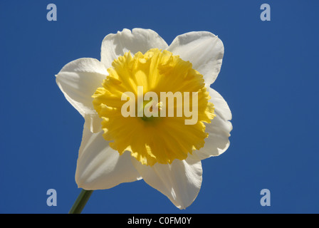 Daffodil contre le ciel bleu Banque D'Images