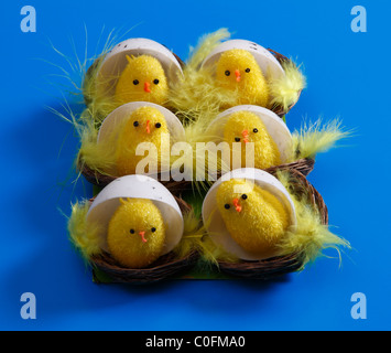 Six Poussins Pâques mignon dans leurs coquilles d'Œufs sur fond bleu Banque D'Images