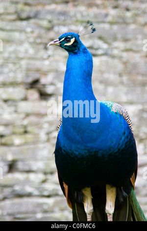 Un beau paon bleu dans les jardins à Pencarrow House estate Bodmin Cornwall UK Banque D'Images