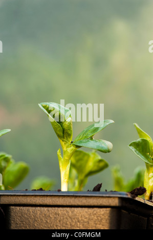 La fève, Aquadulce, plants en pots dans une serre Banque D'Images