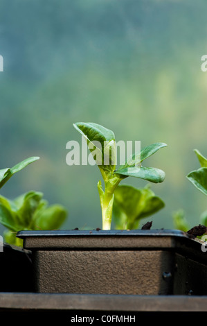 La fève, Aquadulce, plants en pots dans une serre Banque D'Images