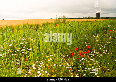 Un seul moulin près de Burnham Overy Staithe dans North Norfolk Banque D'Images