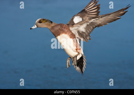 Canard canards d'Drake se prépare à atterrir sur la lagune gelée-Victoria, Colombie-Britannique, Canada. Banque D'Images