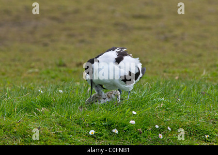 Avocette élégante (Recurvirostra avosetta) abritant des oiseaux adultes poussins dans les prairies, Allemagne Banque D'Images