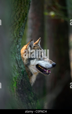 Le loup gris d'Europe (Canis lupus) close-up en forêt, Allemagne Banque D'Images