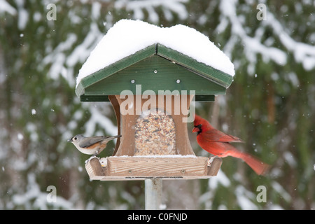 Cardinal rouge & Mésange perchée à la neige avec mangeoire d'hiver Banque D'Images