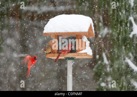 Le Cardinal rouge perché à mangeoire d'hiver Banque D'Images