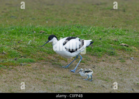 Avocette élégante (Recurvirostra avosetta) d'oiseaux adultes avec chick en herbage, Allemagne Banque D'Images