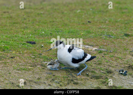 Avocette élégante (Recurvirostra avosetta) d'oiseaux adultes avec chick cherchant refuge, Allemagne Banque D'Images